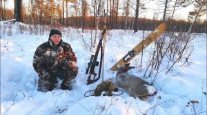 ОХОТА НА СИБИРСКУЮ КОСУЛЮ С ПОДХОДА.