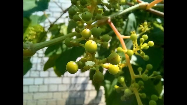 ефимово 23 июня 2021г смотреть онлайн