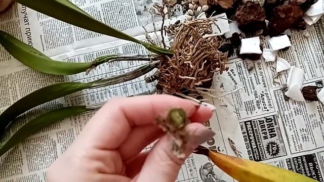 Продолжение истории о моём "Лисенке"... смотреть онлайн