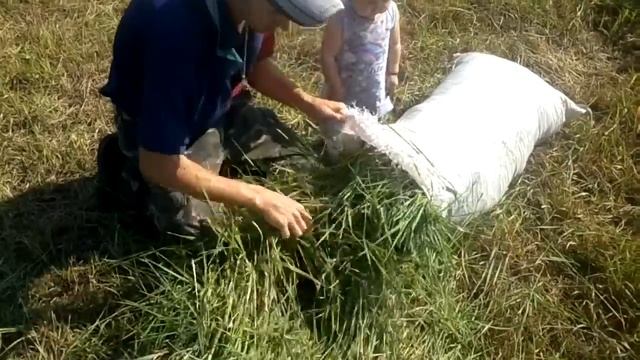 Маленькая дочка помогает собирать травку кроликам! смотреть онлайн