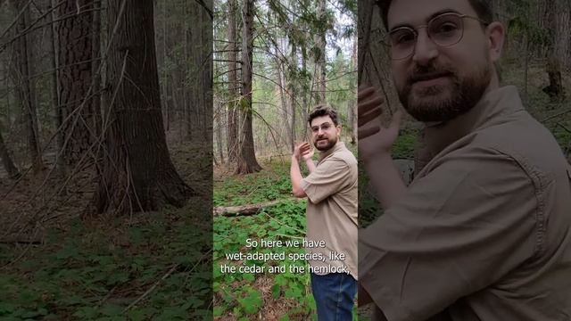 Diverse Tree Grove In The Kanaka Bar IPCA
