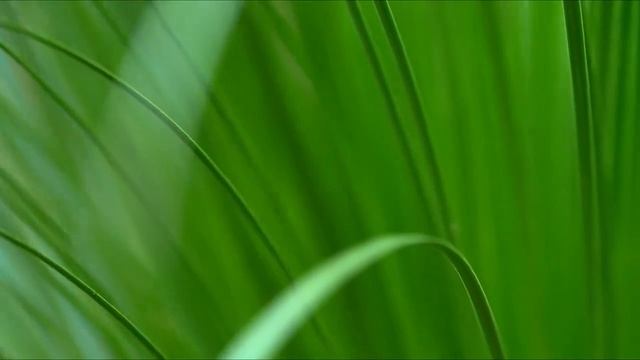 Calming Music, Instrumental Music, Relaxation, Flora and Fauna смотреть онлайн
