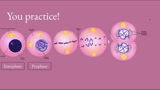 Mitosis & Meiosis смотреть онлайн