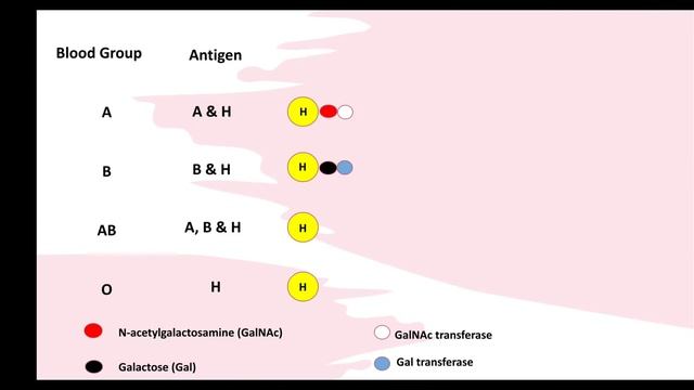 Role of Antigen-H in ABO Blood Grouping and Genotype of ABO Blood Group. смотреть онлайн