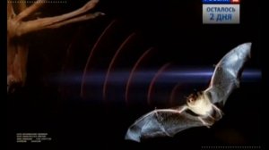 0021. НАУКА 2.0. БОЛЬШОЙ СКАЧОК. Бионика