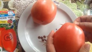 Томат Подсинское чудо. Дегустация!