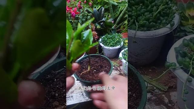 Multiple grafting on desert rose plant the best method in good way to Graft plants # 51 смотреть онлайн
