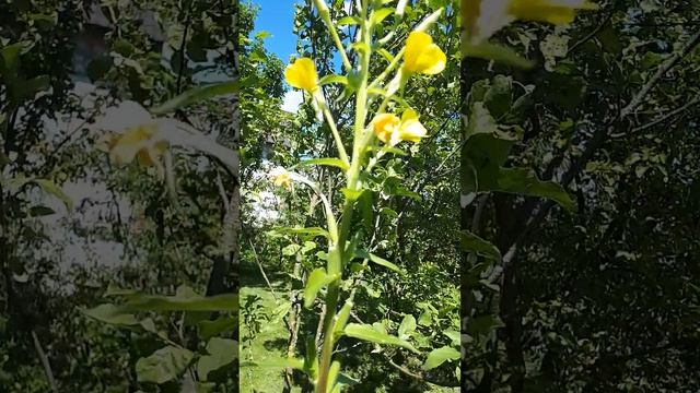 ЭНОТЕРА мелкоцветковая! Ослинник или Ночная свеча! #энотера #сад смотреть онлайн