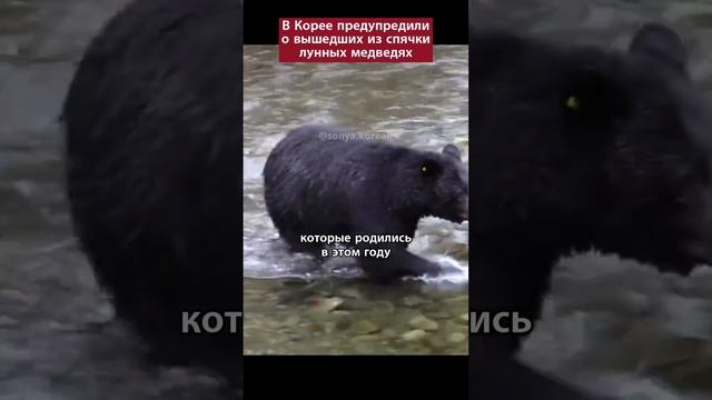 В Корее предупредили о вышедших из спячки лунных медведях смотреть онлайн