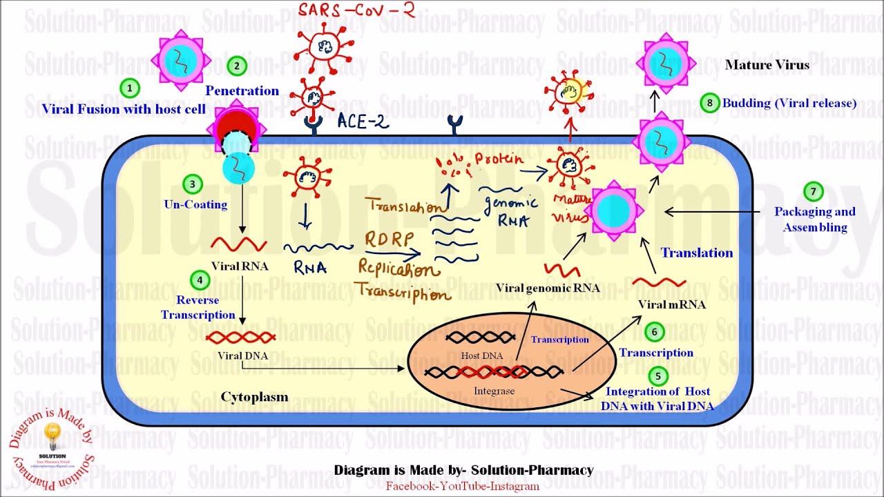 Corona Virus = Life Cycle + Drug's Mechanism = कोरोना वायरस का जीवन चक्र + दवाओं के काम करने की विध смотреть онлайн