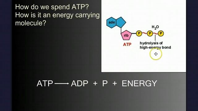 ATP the Cellular Currency - Metabolism Part 3 смотреть онлайн