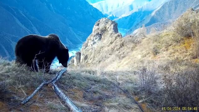 Медведь попал в фотоловушку! В Саяно-Шушенском заповеднике проснулись медведи смотреть онлайн