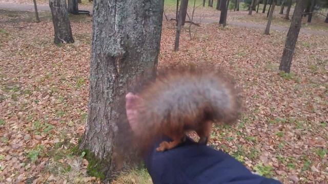 Белка в Павловске (октябрь 2021) (3) смотреть онлайн