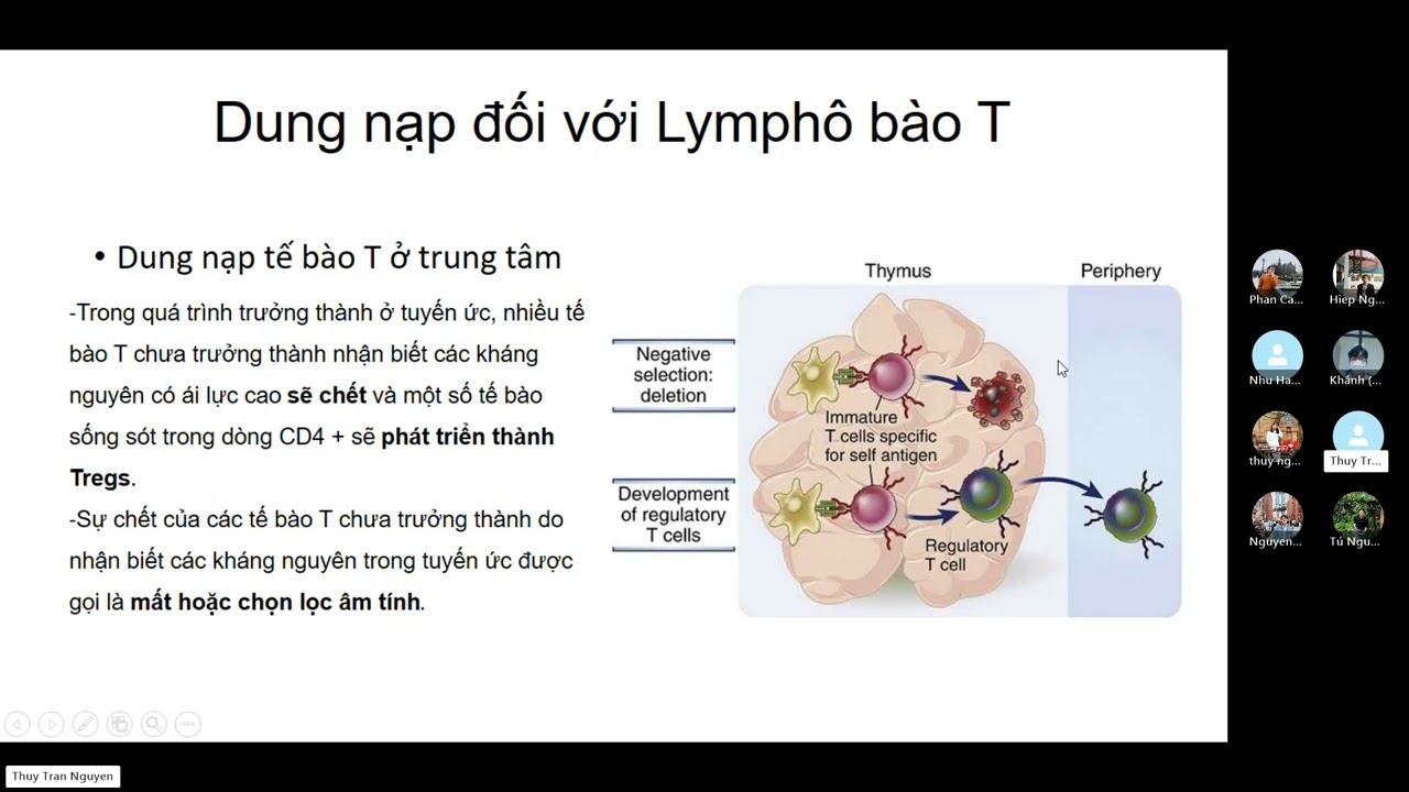 Immuno_seminar 28: Immunologic Tolerance смотреть онлайн