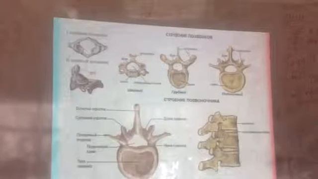Анатомия лекция 2 часть 2 смотреть онлайн