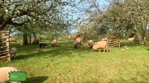 Звук овцы и барана, блеяние отары овец слушать