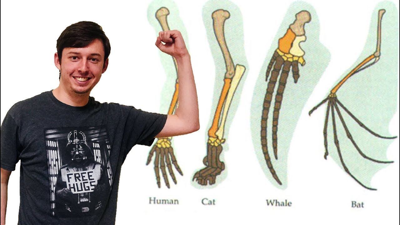 Homology смотреть онлайн
