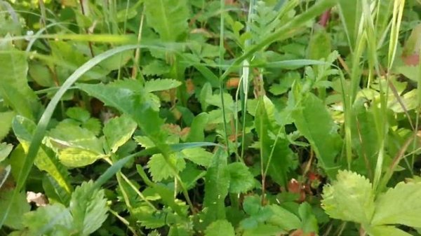 Крупные спелые Ягоды Клубнично-земляничное поле Марий Эл 2022