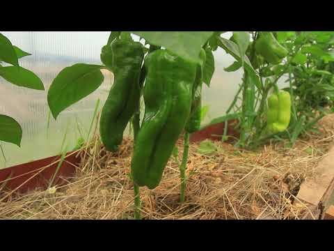 Коронный цветок на перце смотреть онлайн