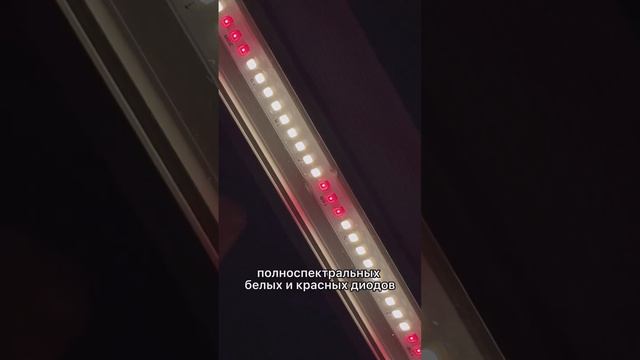 “Чем отличаются фитолампы вашего производства серии Комфорт и Урожай?” смотреть онлайн