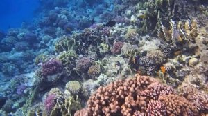 утро на рифе у отеля Пирамиса Сахл Хашиш