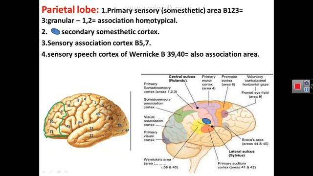 Neuroanatomy- functional localization of cerebrum by professor Hayder mubarak смотреть онлайн
