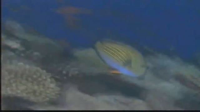 UCV CULTURA AMBIENTAL/ ECOSISTEMA смотреть онлайн