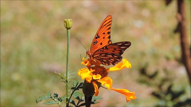 A Gulf Fritillary butterfly visiting the garden смотреть онлайн