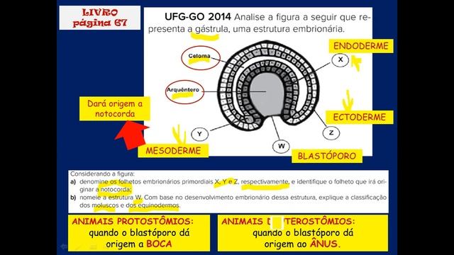EMBRIOLOGIA - Correção dos exercícios - 2ª série смотреть онлайн