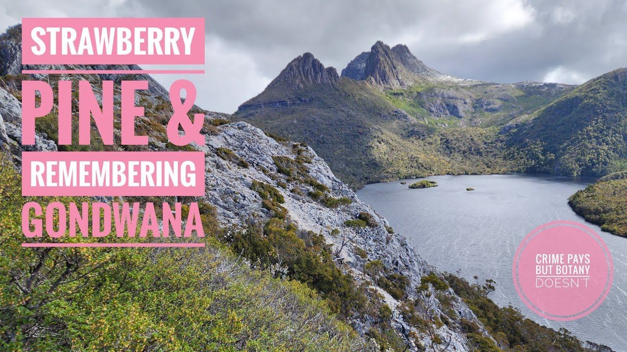 Strawberry "Pine" & Fond Memories of Gondwana смотреть онлайн