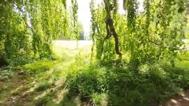 В Швейцарский парк, зоо, замок/Естественный отбор в действии смотреть онлайн
