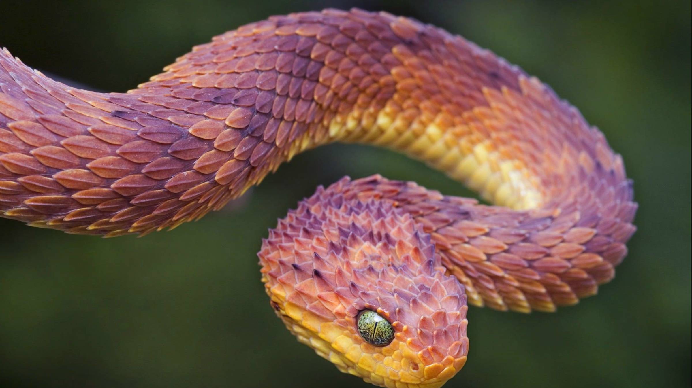 Видеоролик в год ЗМЕИ смотреть онлайн