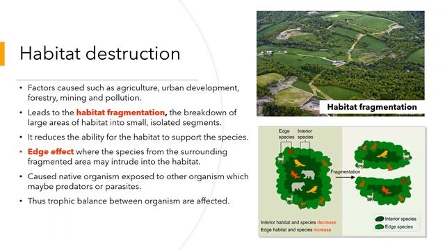 Biodiversity : Biodiversity in Malaysia смотреть онлайн