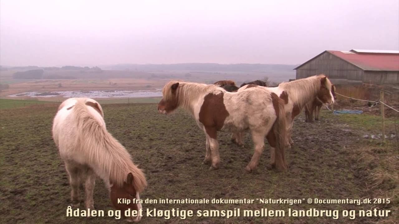 NATURKRIGEN – uddrag af dokumentar om biodiversitetens dillemmaer смотреть онлайн