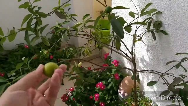 У родителей.РУССКИЙ МАГАЗИН В ИЗРАИЛЕ И ЕГО СПЕЦиФИЧЕСКИЙ ЗАПАХ. смотреть онлайн