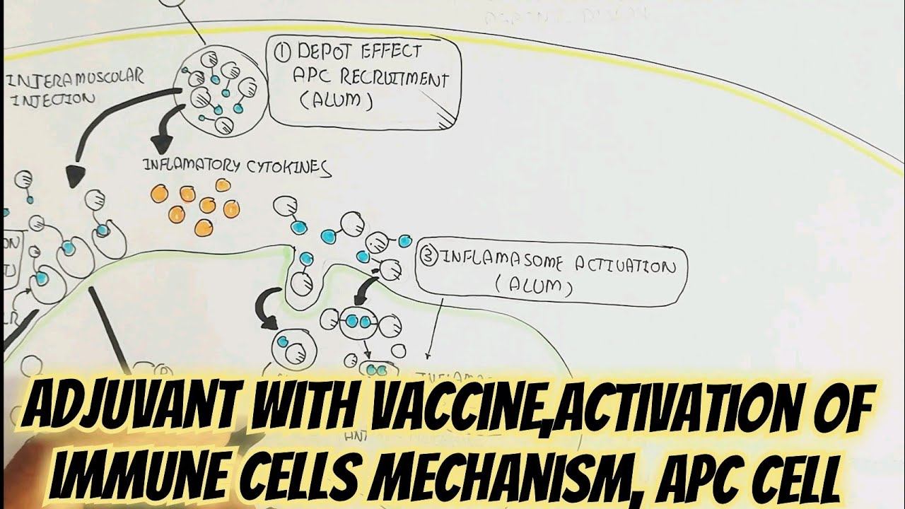 Adjuvant With Vaccine,Activation Of Immune Cells Mechanism, APC Cell@umerfarooqbiology7083 смотреть онлайн