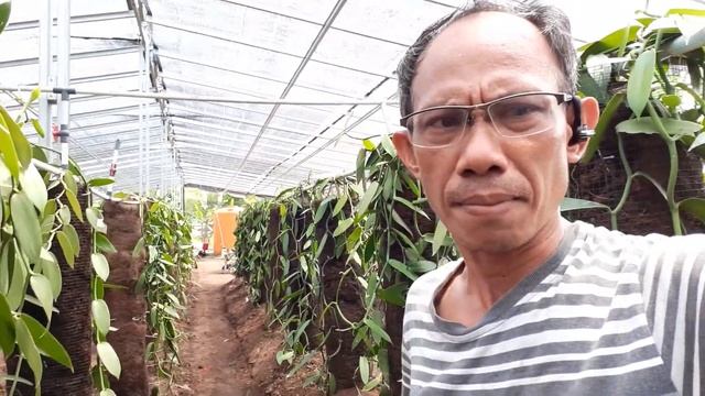 Green hause .. APVINDO смотреть онлайн