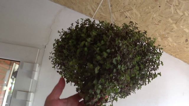 Убираю листву🌿 Котел работает на отлично👍 Почти генерал 🐔Так бывает 12 с половиной🥚 смотреть онлайн