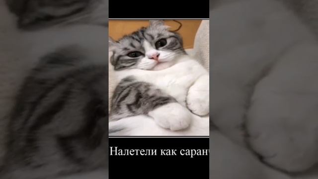 Комаруплэй⛄❄️☑️