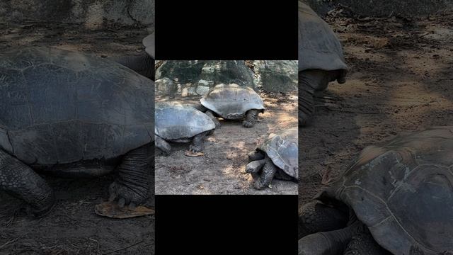 Черепашьи бега