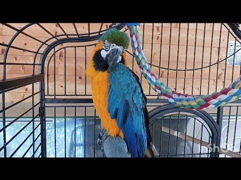 ГРЕЦИЯ В МАРТЕ 25 И 26.03.2023 Таверна с большим попугаем в Афинах смотреть онлайн
