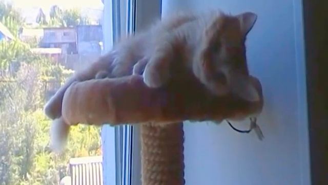 Леди Кошечка. Игры на "Кошачьем доме" смотреть онлайн