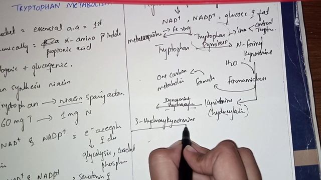 TRYPTOPHAN METABOLISM // PART 1 // KYNURENINE PATHWAY смотреть онлайн