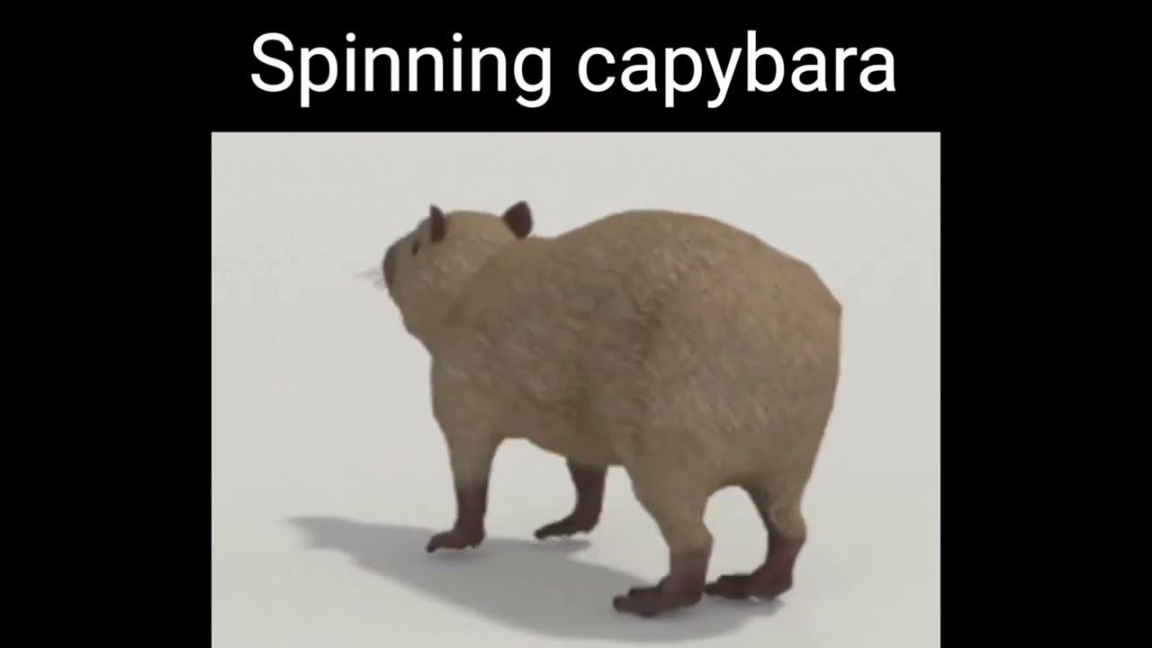 Spinning Capybara 1hour