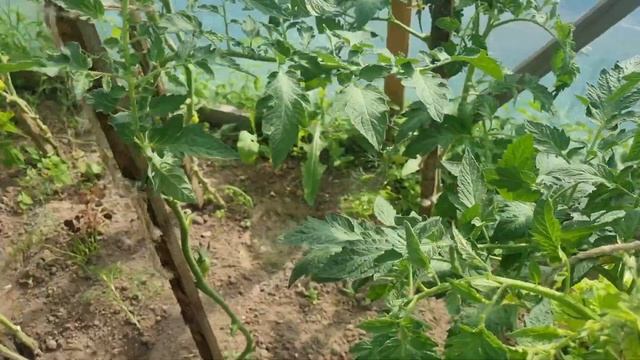 Время пришло,формирую кусты помидор.🍅 смотреть онлайн