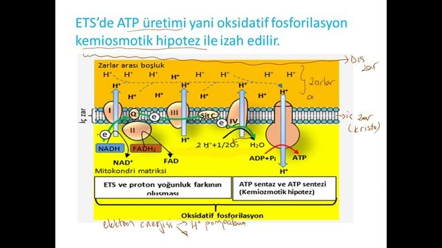 HÜCRESEL SOLUNUM смотреть онлайн