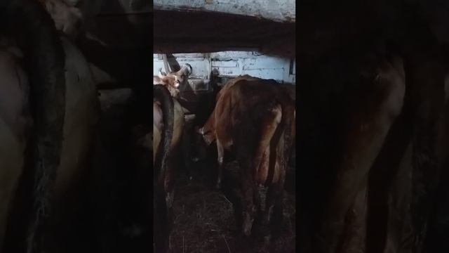 Утро,Дойка Коров. смотреть онлайн