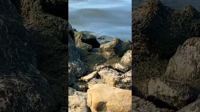 Вонючая масса в море Анапа смотреть онлайн