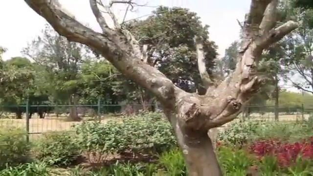 The Garden at the Mount Meru Hotel, Arusha, Tanzania смотреть онлайн