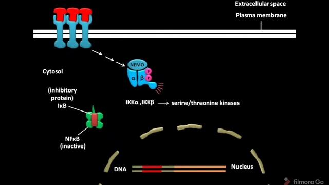 NFkB signaling pathway смотреть онлайн